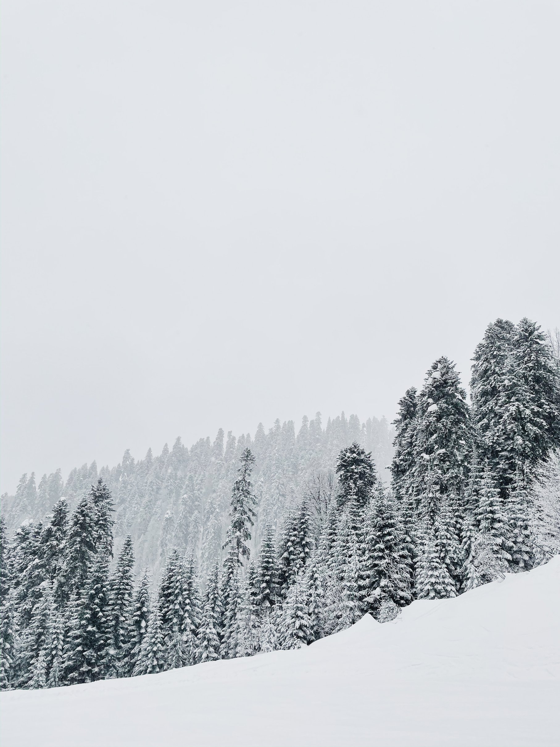 Snow Covered Trees